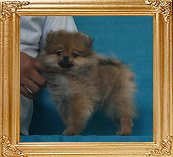 Yingyang_Boy_Special_1.9lbs_2mo_3wk_P6-6_3975.jpg