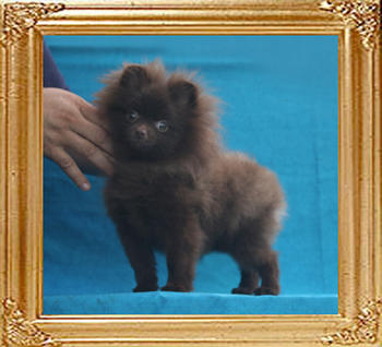 Yingyang_Candice_Candy_P6-6_2.86lbs_5mo_1wk_2053.jpg