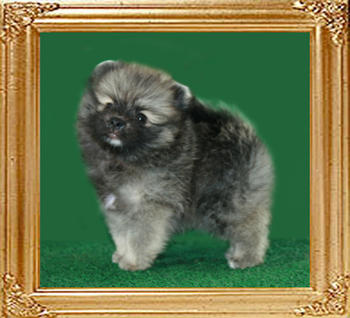 Yingyang_Canton_Wolf_Lady_1mo_1wk_01-05-11.jpg
