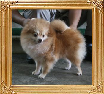 Yingyang_Chiquita_Cinamon_4.51lbs_3yr_7mo_P6-5_3649.jpg