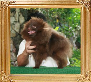 4.5lbs at 9months Yingyang_Chocolate_Charm_9mo_4.5lbs_2_47279.jpg