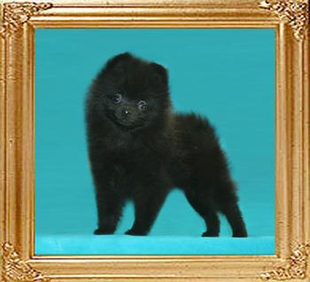 2lbs at 2months 3weeks Yingyang_Cosma_of_Canton_2lbs_at_2mo_3wk_47426.jpg