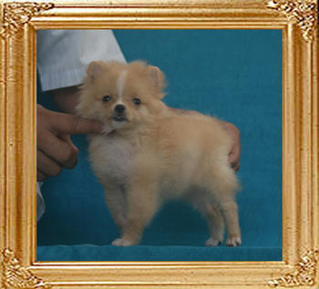 Yingyang_Cream_Pepperine_1.5lbs_2mo_3wk_P6-6_3669.jpg