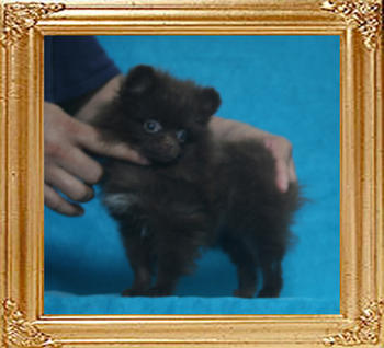 Yingyang_Cresilda_P6-4_.165lbs_2mo_3wk_2764.jpg