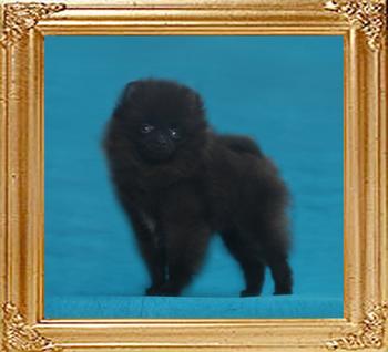 Yingyang_Dame_Diamond_2.2lbs_3mo_1wk_49522.jpg