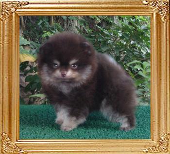 Yingyang_David_Copperfield_1mo_3wks.jpg