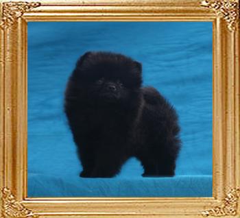 1month 3weeks Yingyang_Dream_Dixie_1mo_3wk_49541.jpg