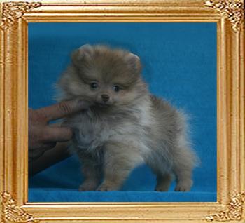Yingyang_Dream__Love_1.54lbs_2mo_1wk_2750.jpg