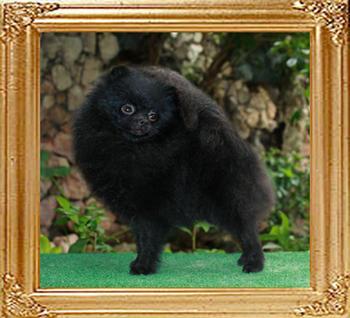 Yingyang_Grizzly_Black.jpg