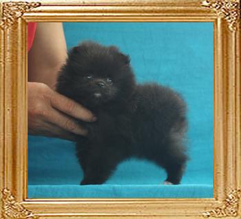 Yingyang_Lindt_Gammon_1.32lbs_1mo_3wk_P6-4_7278.jpg