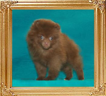 1.8lbs at 2months 1week Yingyang_Malteseer_Joe_1.8lbs_at_2mo_1wk_47437.jpg