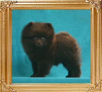 Yingyang_Menthod_Mink_1.4lbs_2mo_1wk_47085.jpg