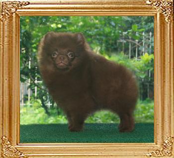 Yingyang_My_Fair_Choco_Lady_12weeks.jpg
