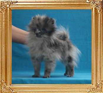 Yingyang_Paisey_Blossom_3mo_1.65lbs_2907.jpg
