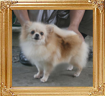 Yingyang_Penny_Penelope_2yr_3mo_418lbs_1494_Reject.jpg
