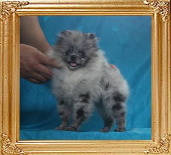 2.2lbs at 4months 2weeks Yingyang_Powder_Paint_2.2lbs_4mo_2wk_49564.jpg