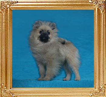 Yingyang_Precious_Lavander_4lbs_5mo_2wk_49600.jpg