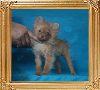 Yingyang_Remember_My_Sweet_4mo_2lbs_P6-6_9244_.jpg