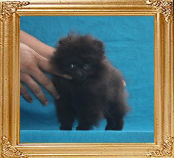 Yingyang_Royce_Champange__1.21lbs_3mo_1wk_P6-6_6764.jpg