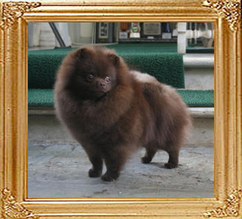 Yingyang_Royce_Liquorice_1yr_6.38lbs_5456.jpg