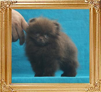 Yingyang_Royce_Liquorice____1.1lbs_3mo_1wk_P6-6_6409.jpg