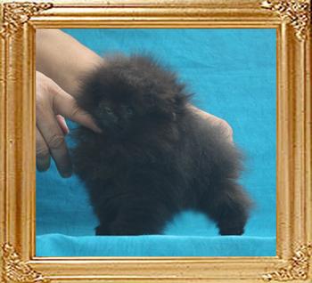 Yingyang_Royce_Parfait__1.1lbs_3mo_1wk_P6-6_6392.jpg