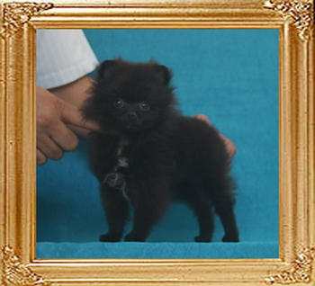 Yingyang_Sonata_Darkness_1.8lbs_2mo_3wk_3725.jpg