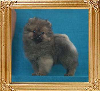 Yingyang_Sonata_Shimmerine_2lbs_2mo_3wk_P6-6__3712.jpg