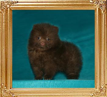 1.1lbs at 1month 3weeks Yingyang_Sunrise_Secret_1.1lbs_1mo_3wk_49630.jpg