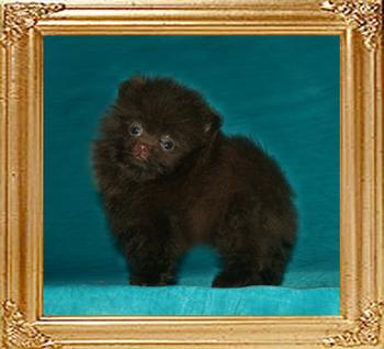 0.9lbs at 1month 3weeks Yingyang_Sunrise_Serenade_0.9lbs_1mo_3wk_49631.jpg