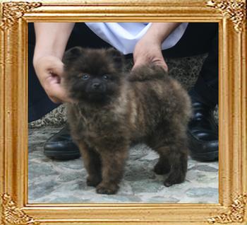 Yingyang_Sweet_and__Dangerous_3.3lbs_6mo_9584_FINAL.jpg