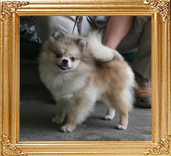 Yingyang_Triton_Charisse_1yr_5lbs_6883_.jpg