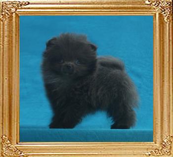 Yingyang_Triton_Chesna_1lbs_2mo_1wk_49533.jpg
