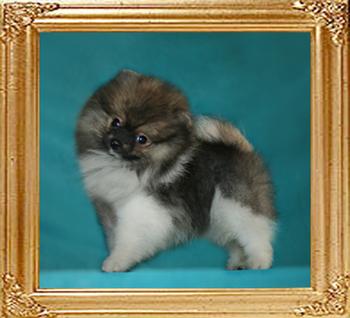 Yingyang_Triton_Warrior_2mo_3wk_2.2lbs.jpg