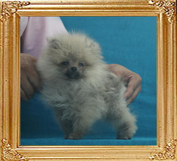 Yingyang_Unbreakable_Flirt_1.54lbs_3mo_P6-6.jpg