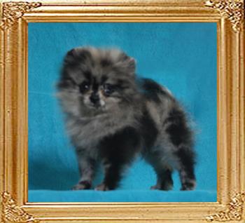 Yinyang_Appaloosa_Jack_1.7lbs_2mo_2wk_47084.jpg