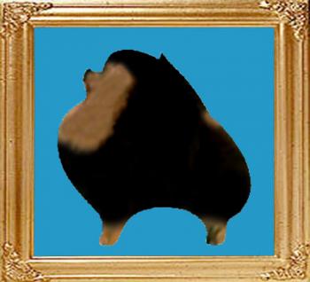 black__tan.jpg