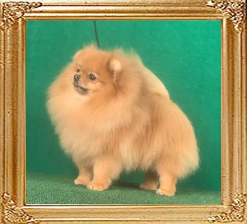 canton_top_star_2yrs_6mos_final.jpg