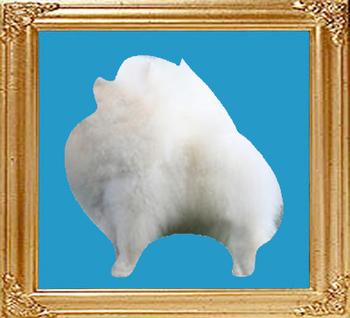 white_8x10.jpg