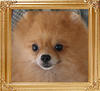 17984z_Maltram_of_Lin_Chin_Pomeranian_Kennel.JPG