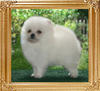 18580z_Canton_White_Eliza_1_12_months.JPG
