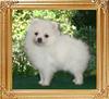 18591z_Canton_White_Armand_1_mo_2_wks.JPG