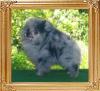 3 months 20504z_Yingyang_Blue_Ash_of_Canton_3_mo_new.jpg
