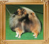 26162z_Hadleigh_Golden_Flame_BIS_BISS_J._Ch.jpg