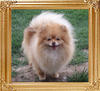 31102z_Horizon_Reigning_Almond_Kisses.jpg