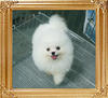 31215z_Balda_Canton_of_Chiao_Li_Ya_3_mo_F.jpg