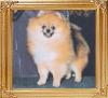 32299z_Aphrodites_Underwood_Gift_Ch.jpg