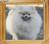 34102z_Dochlaggie_Dazzlin_Amber_Aust_Ch.jpg