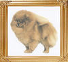 34103z_Dochlaggie_Dazzlin_Dream_Aust_Ch.jpg
