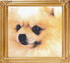 34114z_Dochlaggie_Dolcezza_Aust_Indian_Ch.jpg